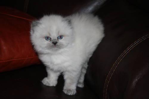 Blue Point Female Himalayan Kitten - Ready Now