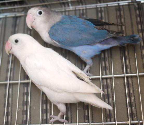 BLUE SPLIT TO SABLE AND ALL WHITE SPLIT TO ALBINO FISCHER LOVEBIRDS