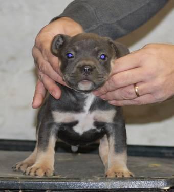 Blue Tri male American Bully puppy for sale...