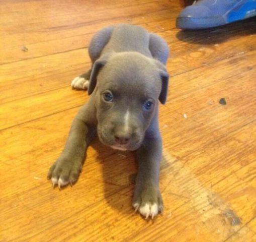 Bluenose pups for sale