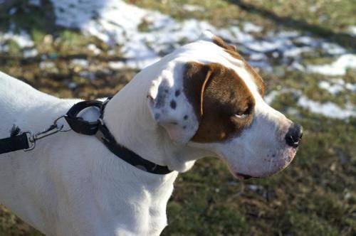 Bluetick Coonhound - James - Large - Young - Male - Dog