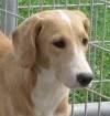 Bluetick Coonhound - Linda - Large - Young - Female - Dog