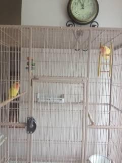 Bonded pair of Lovebirds with cage and nest for sale