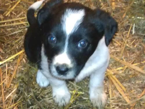 Border Collie/Blue Heeler cross puppies