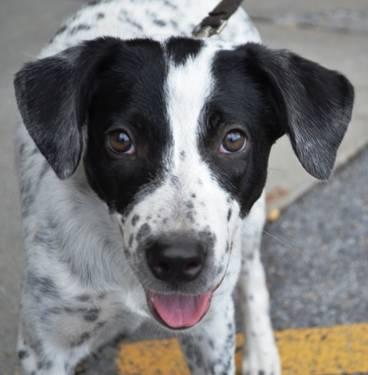 Border Collie - Blue - Medium - Young - Male - Dog