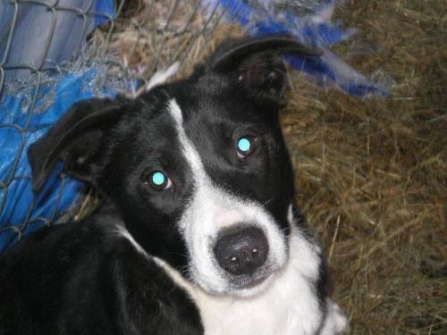 Border Collie - Fred - Medium - Young - Male - Dog