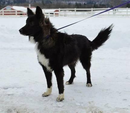 Border Collie - Max - Medium - Young - Male - Dog