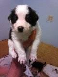 Border Collie Puppies 6 left. Ready to go in February!