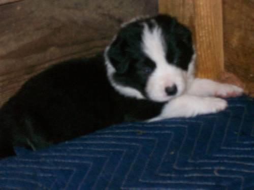 Border Collie Puppies Born 12-8-12