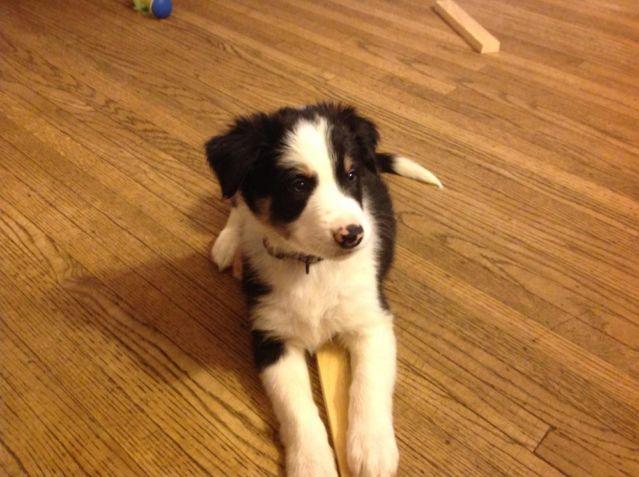 Border collie puppies for sale 3 males 11wks champ. lines IGC hurding
