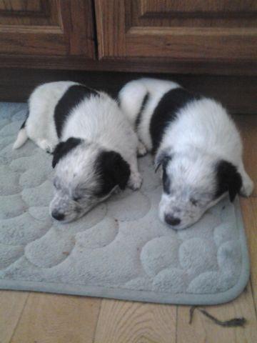 Border collie / red heeler puppies for sale - 11 weeks old