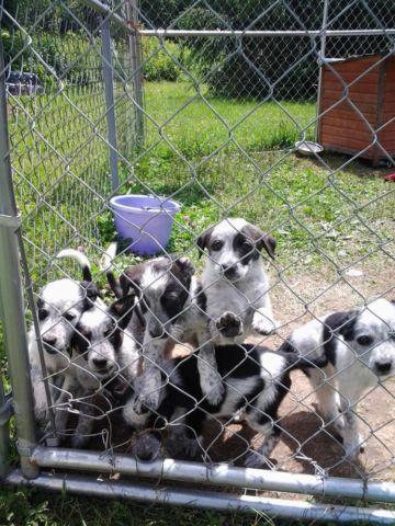 Border collie / red heeler puppies for sale - 8 weeks old