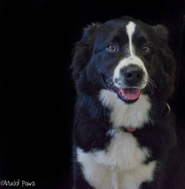 Border Collie - Rufus - Medium - Young - Male - Dog