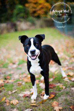 Border Collie - Sparky - Medium - Young - Male - Dog