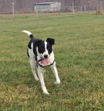Border Collie - Timmy - Medium - Young - Male - Dog
