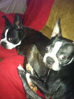 Boston Terrier - Boo Boo - Small - Young - Male - Dog