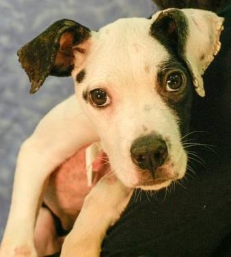 Boston Terrier - Livvie (foster) - Medium - Baby - Female - Dog