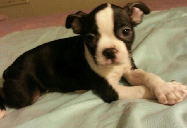 Boston Terrier Puppy for Sale - 9 Weeks Old
