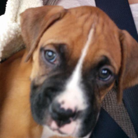 Boxer 8weeks male