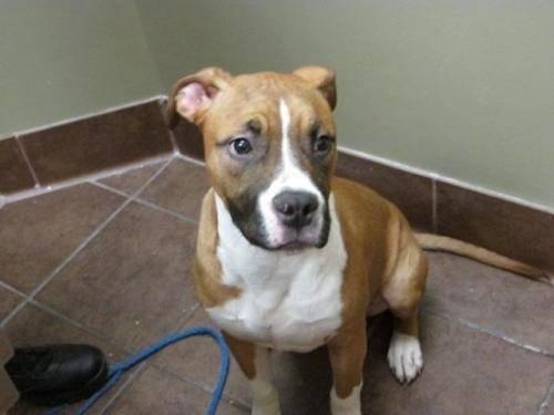 Boxer - Cindy Lou Who - Adopted! - Large - Baby - Female - Dog