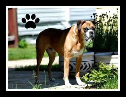 Boxer - Guapo - Large - Adult - Male - Dog