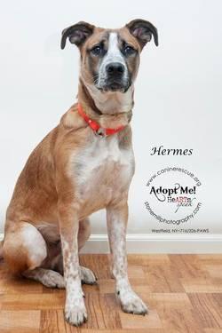 Boxer - Hermes - Medium - Young - Male - Dog
