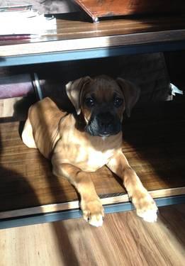 Boxer Pit Mastif pups