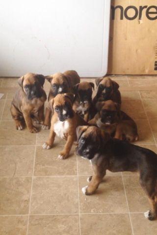 Boxer puppies