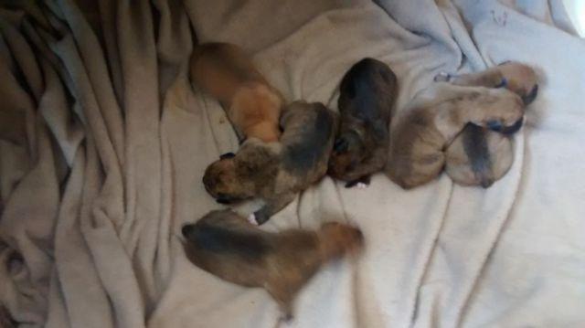 boxer puppies 6 males, 1 female, born 1/11 ready in march