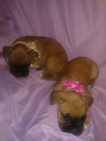 Boxer puppies from my own male and female
