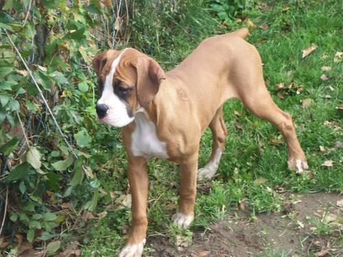 Boxer puppy fawn female 12 weeks old