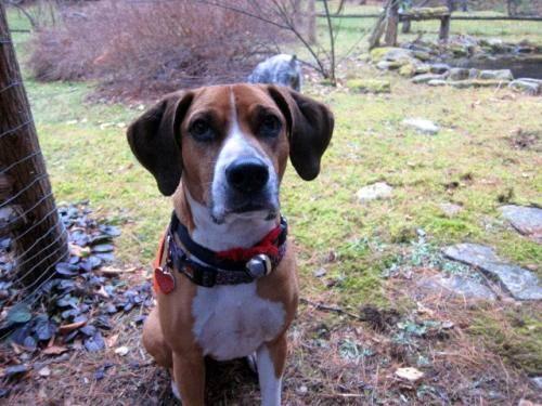 Boxer - Rocky - Medium - Young - Male - Dog
