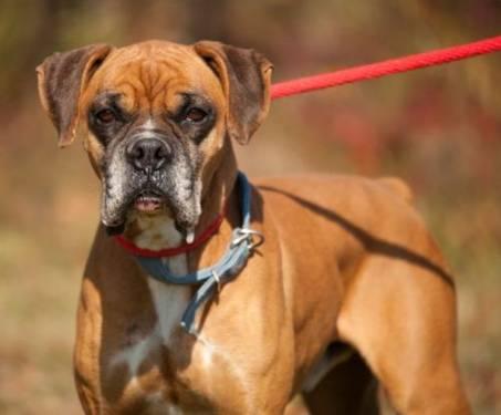 Boxer - Sam - Large - Young - Male - Dog