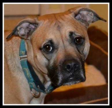 Boxer - Wilma - Fee Waived - Large - Young - Female - Dog