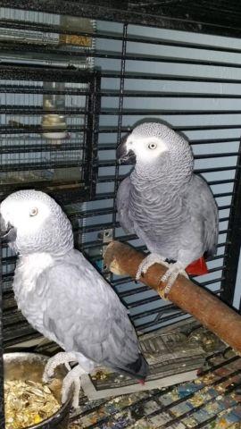 Breeding pair of African Grey parrot for sale