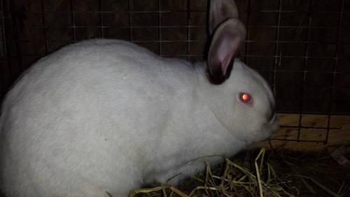 Brer Rabbit Barn - Meat Rabbit Breeder