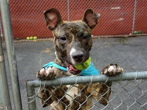 Brindilicious pittie pup Tyson in danger@NYC kill shelter