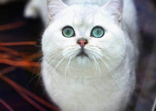 British Shorthair Chinchilla - Silver Shaded rare kittens