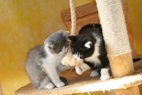 British Shorthair Kittens Male and Female
