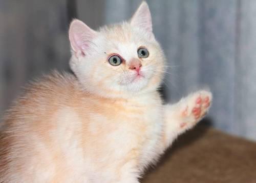 British Shorthair Sweet kittens