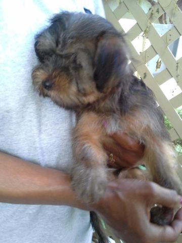 brown multi color male yorkieterrier yorkie puppy 3 months fluffy