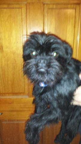 BRUSSELS GRIFFONS FOR SALE