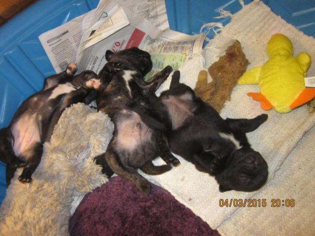 Bugg Puppies for sale