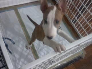 Bull Terrier Male Puppy for sale