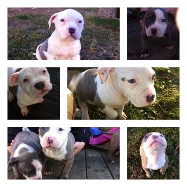 bully blue blood pitbulls puppies lookimg for a greadt home