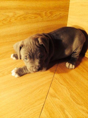 Bully Blue Nose Puppies For Sale
