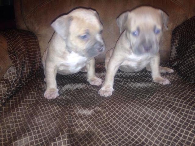 Bully Puppies