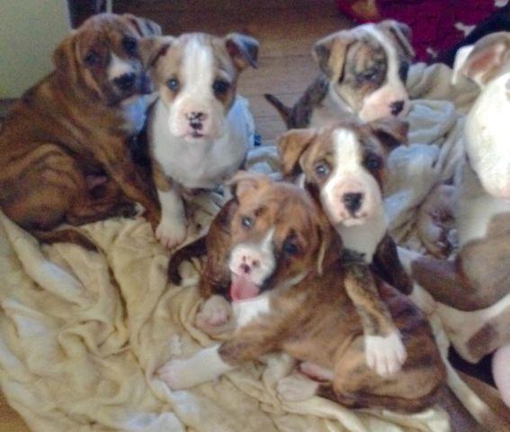 Bullypit Puppies