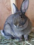 Bunny Rabbit - Ash - Medium - Young - Male - Rabbit
