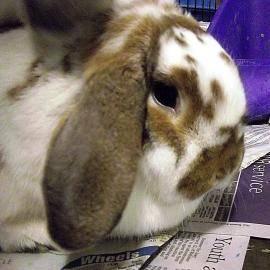 Bunny Rabbit - Frank And Cooper - Medium - Young - Male - Rabbit